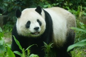 3-Day Giant Panda and Giant Buddha Tour