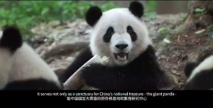 1-Day Dujiangyan Panda Volunteer Program Tour